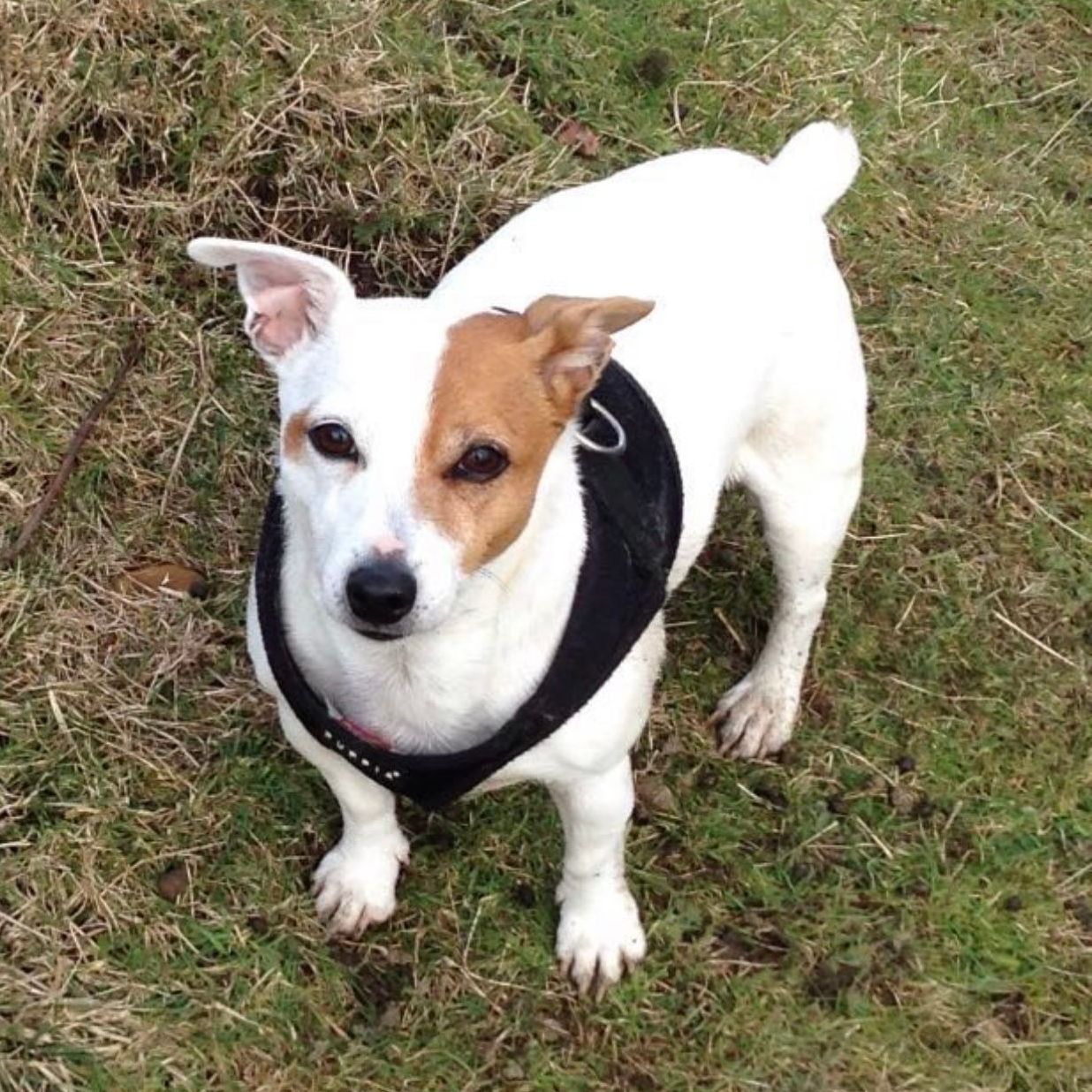 Jack Russell terrier dog with white and brown markings wearing a black harness, standing on grass.