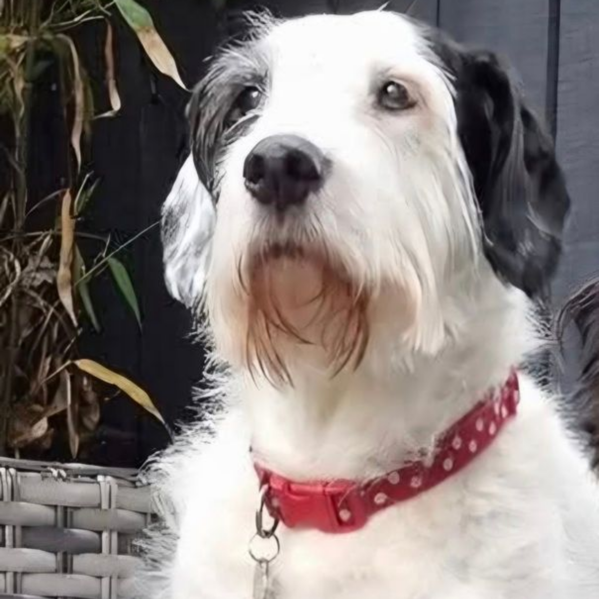 Dog with white and black fur wearing a red polka dot collar, looking upwards.