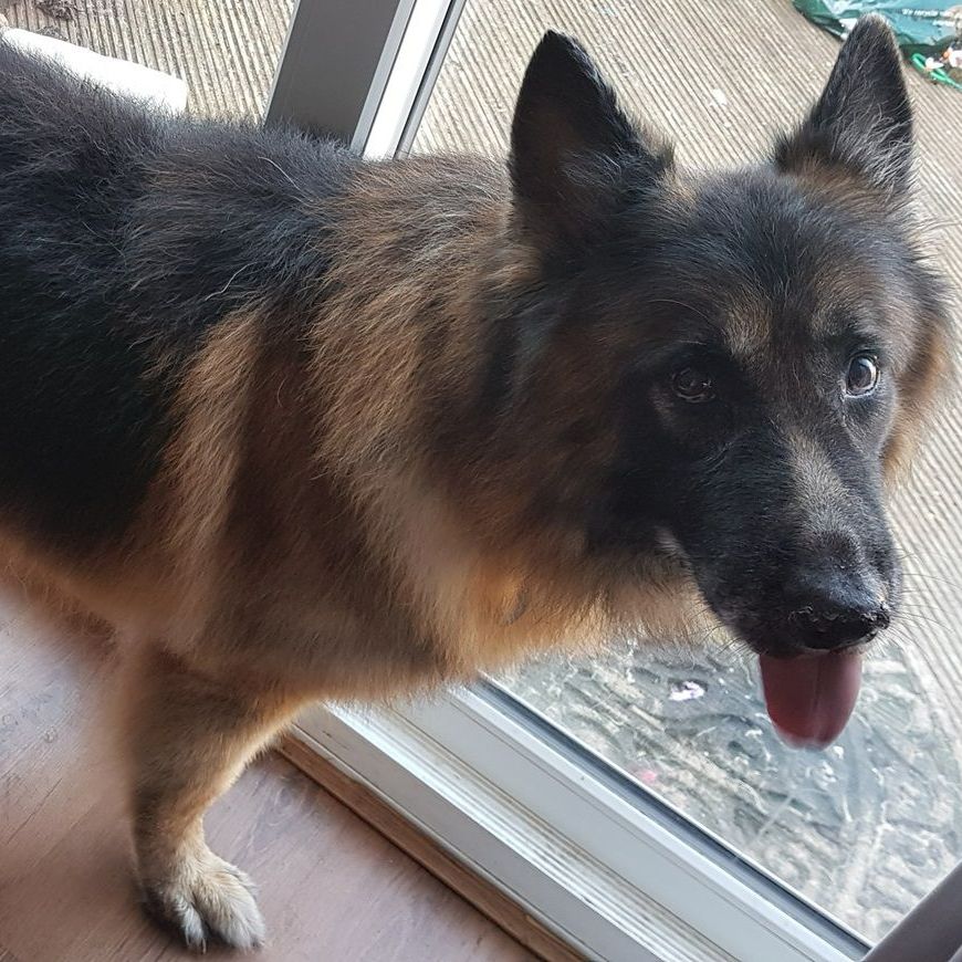 German Shepherd dog with black and tan fur, panting, looking at the camera.