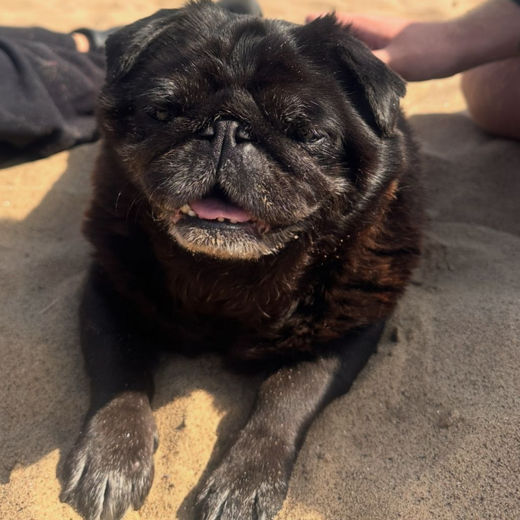 Black pug dog, lying in sand with tongue out, looks at the camera.