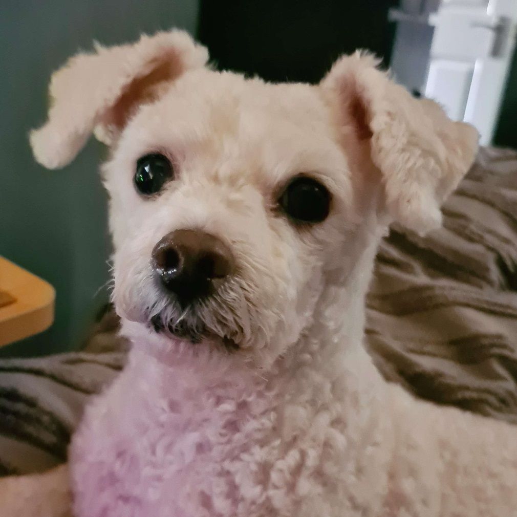 White dog with dark eyes and a brown nose, looking towards the camera.