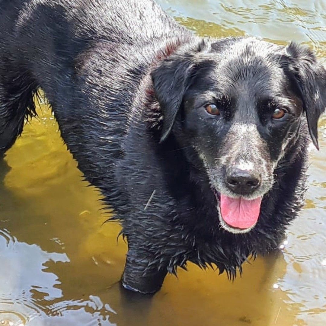 Black dog standing in shallow water, looking toward the camera with its tongue out.