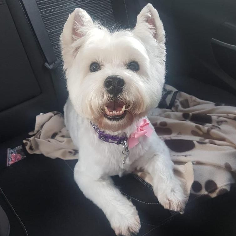 White West Highland Terrier with pink bow collar, sitting in car, smiling.