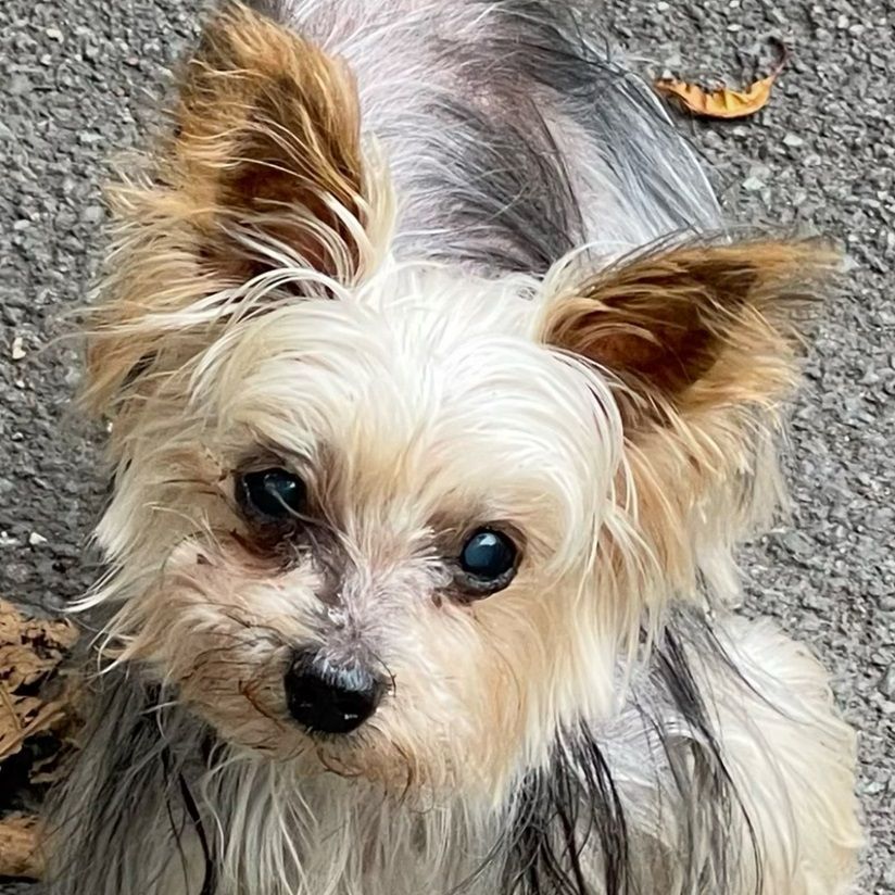 Small, scruffy dog with cream and tan fur, gazing upwards. Gray and tan ears, wet-looking fur, on a gray surface.
