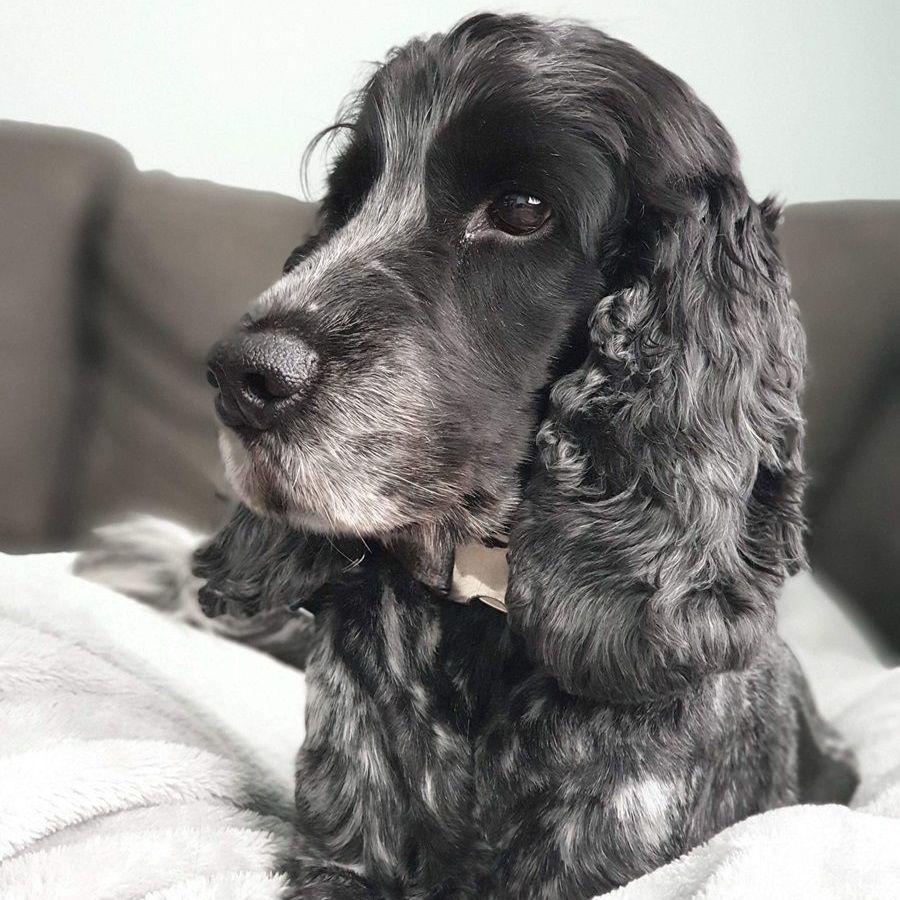 Black and white Cocker Spaniel dog resting on a blanket, looking to the left.