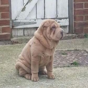 Tan Shar Pei puppy sitting in front of a white wooden door, with brick wall visible.