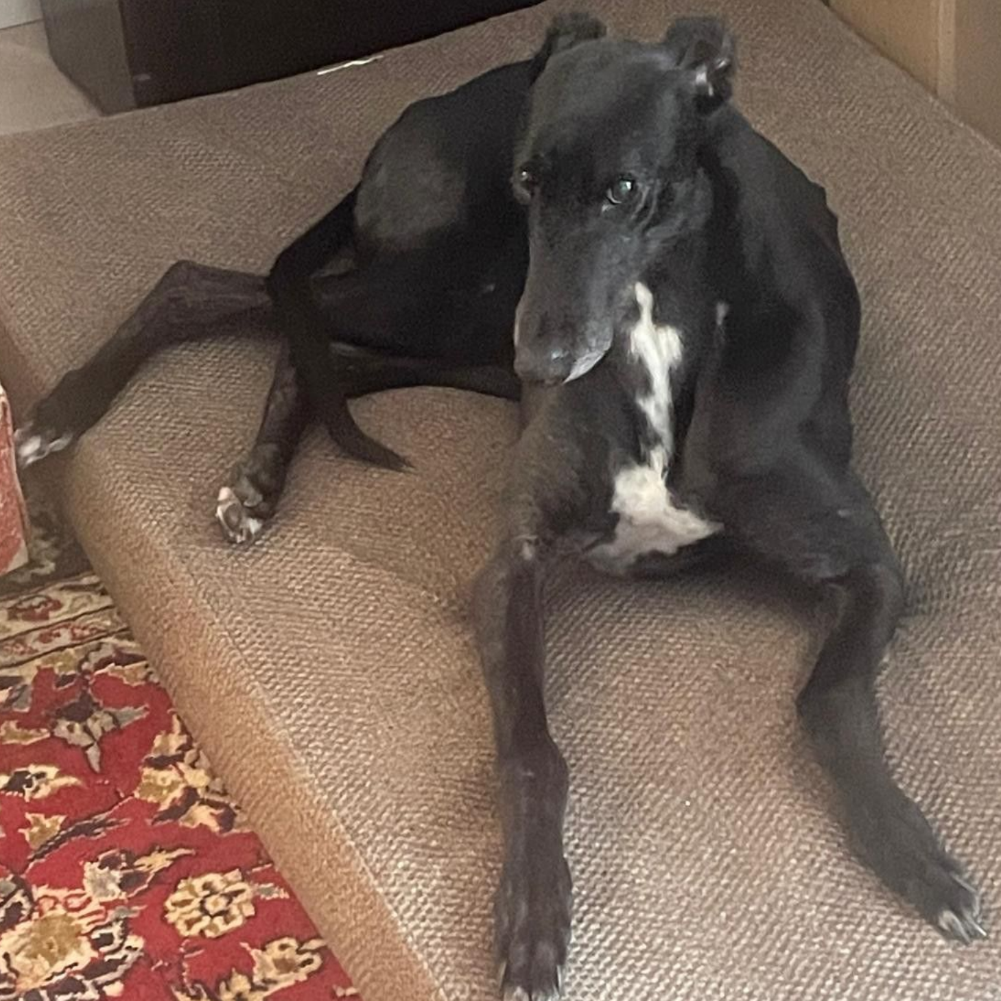Black Greyhound dog resting on a tan dog bed, with a white chest patch.