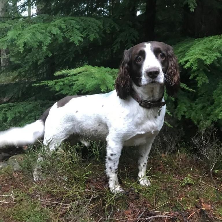 English Springer Spaniel in a forest, brown and white fur, looking toward the camera.