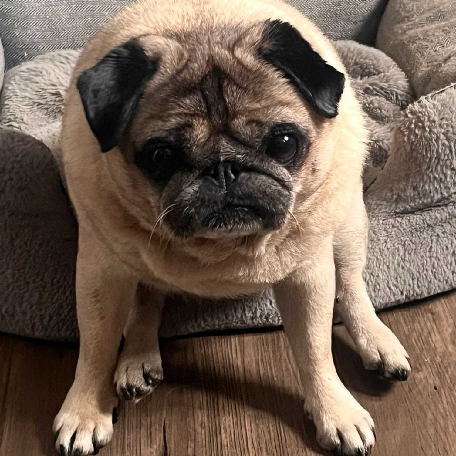 A beige pug sits in a gray dog bed, looking at the camera with a slightly sad expression.