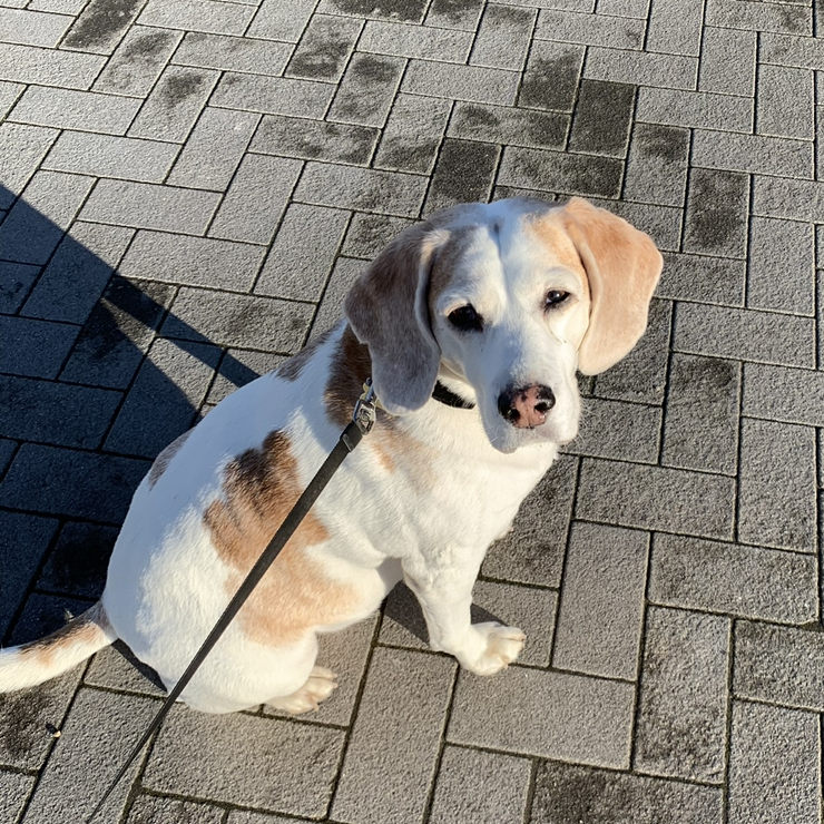 Beagle dog sitting on a brick path, looking at the camera with a leash.
