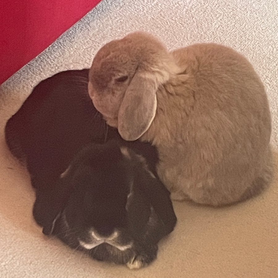 Three bunnies huddled together: one brown, one dark, and one black.