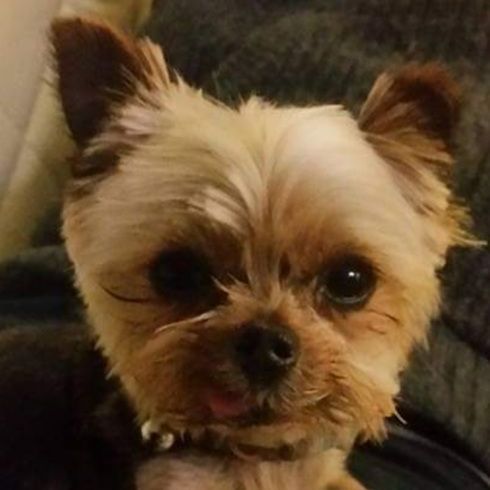 Yorkshire Terrier with brown and tan fur, wearing a collar.