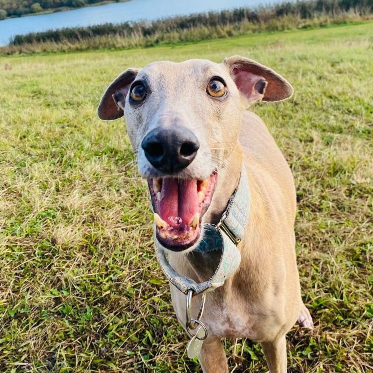 Tan greyhound dog with mouth open and happy expression on a grassy field near a body of water.