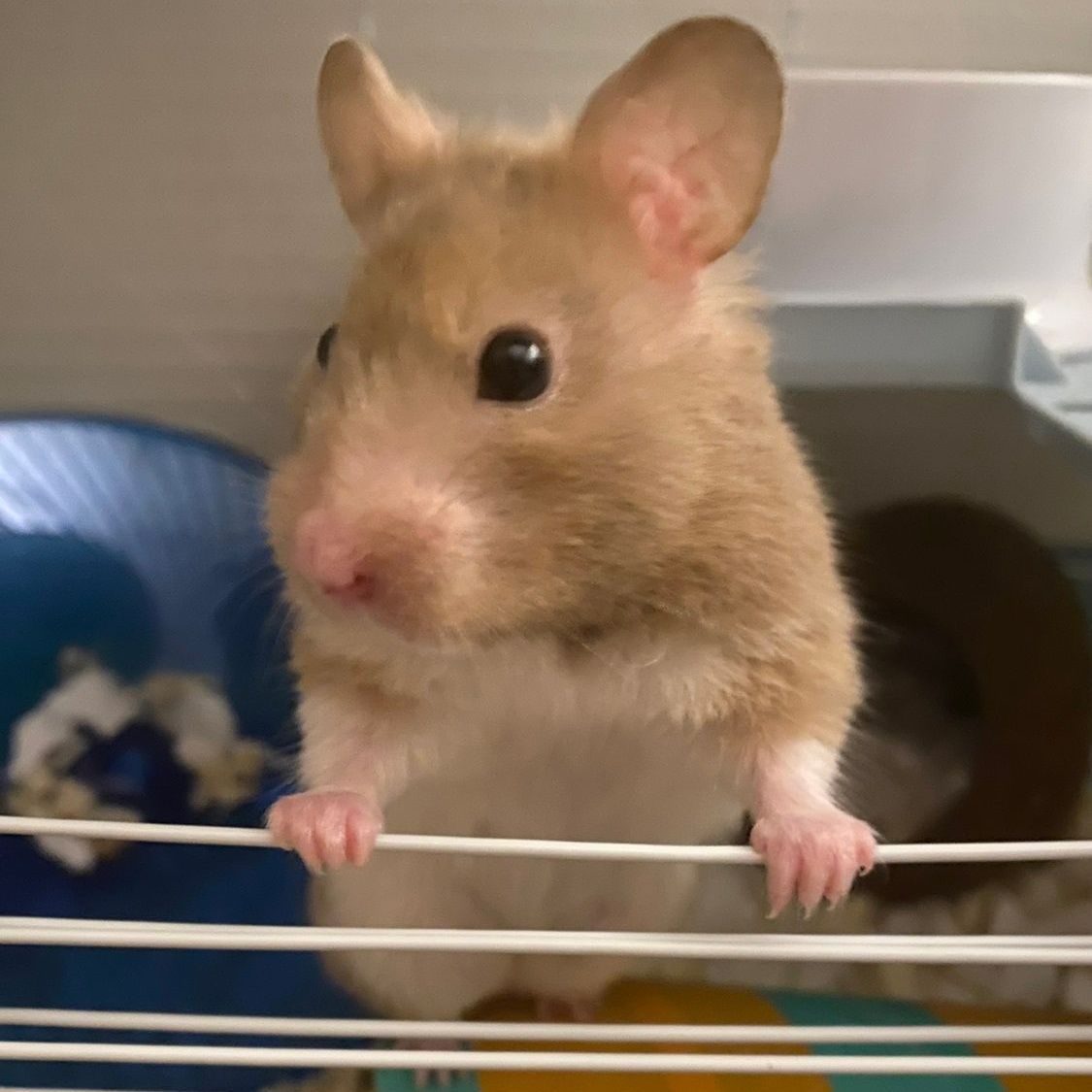 Hamster with tan and white fur, gripping cage bars, gazing forward.