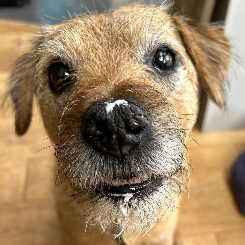 Dog with tan fur and a white substance on its nose and chin.