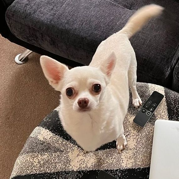 White Chihuahua looking up with a curious expression. On a patterned blanket, next to a remote and laptop.