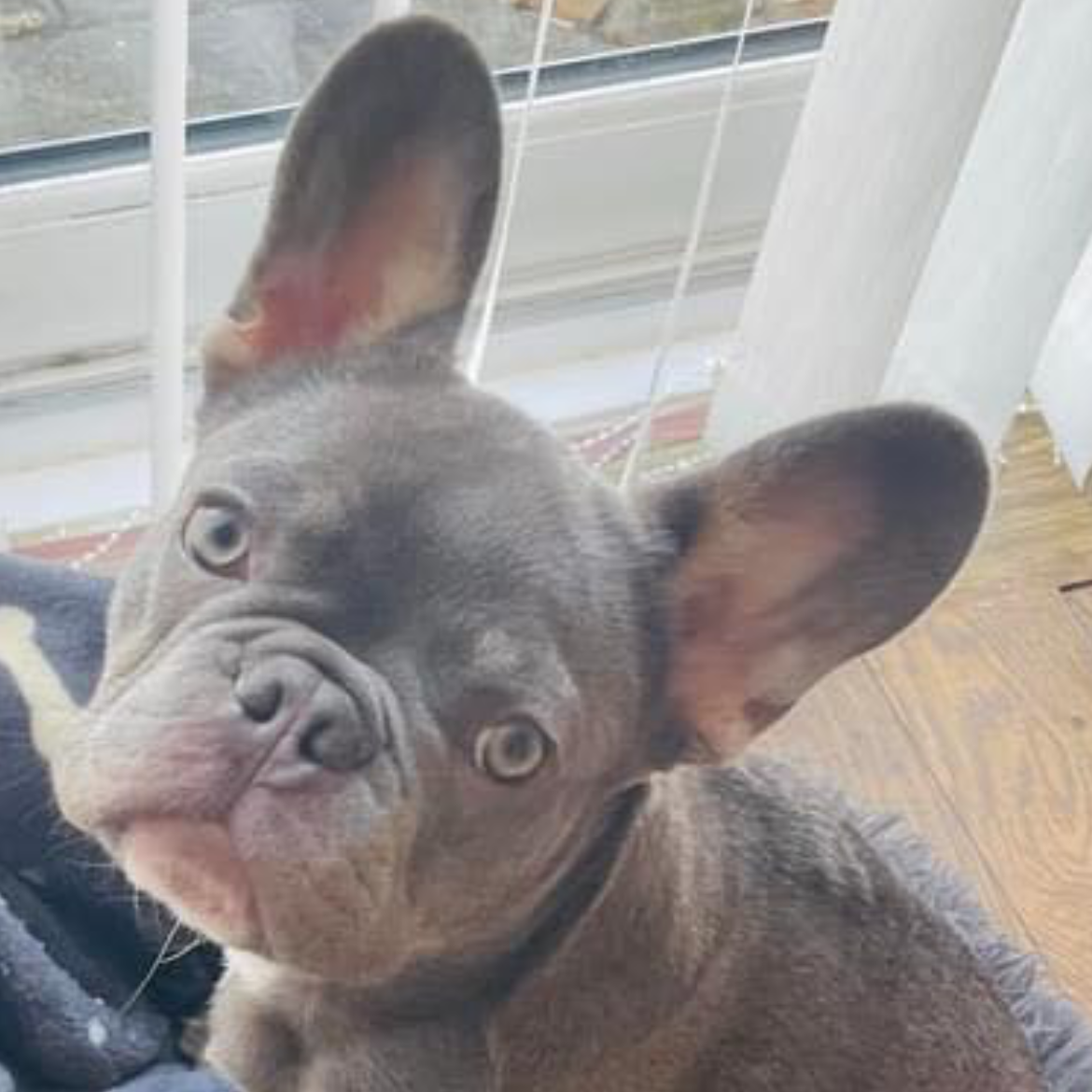 Blue French Bulldog with large ears tilting head, looking at the camera.