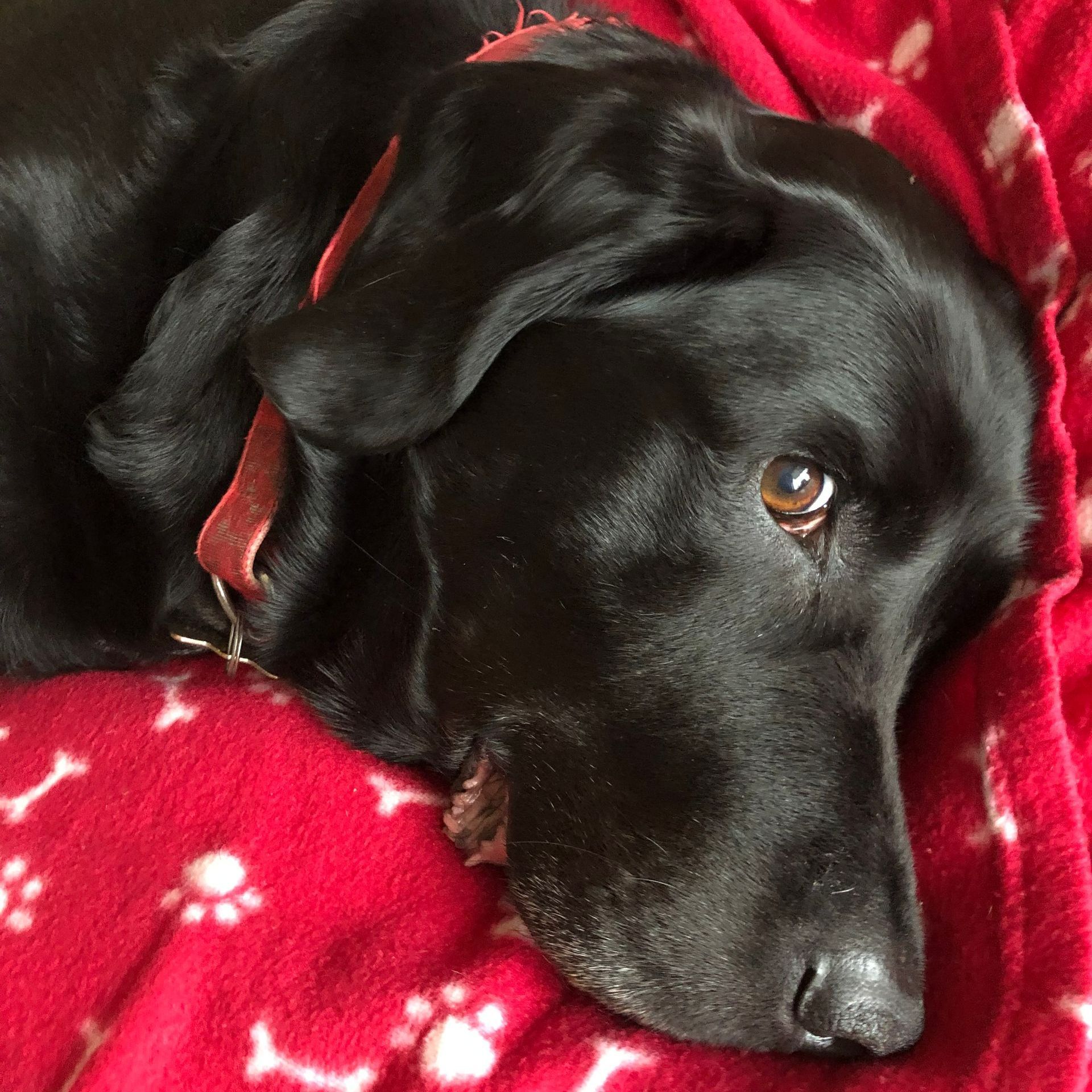 Black Labrador dog resting on a red blanket with paw print pattern; wearing a red collar.
