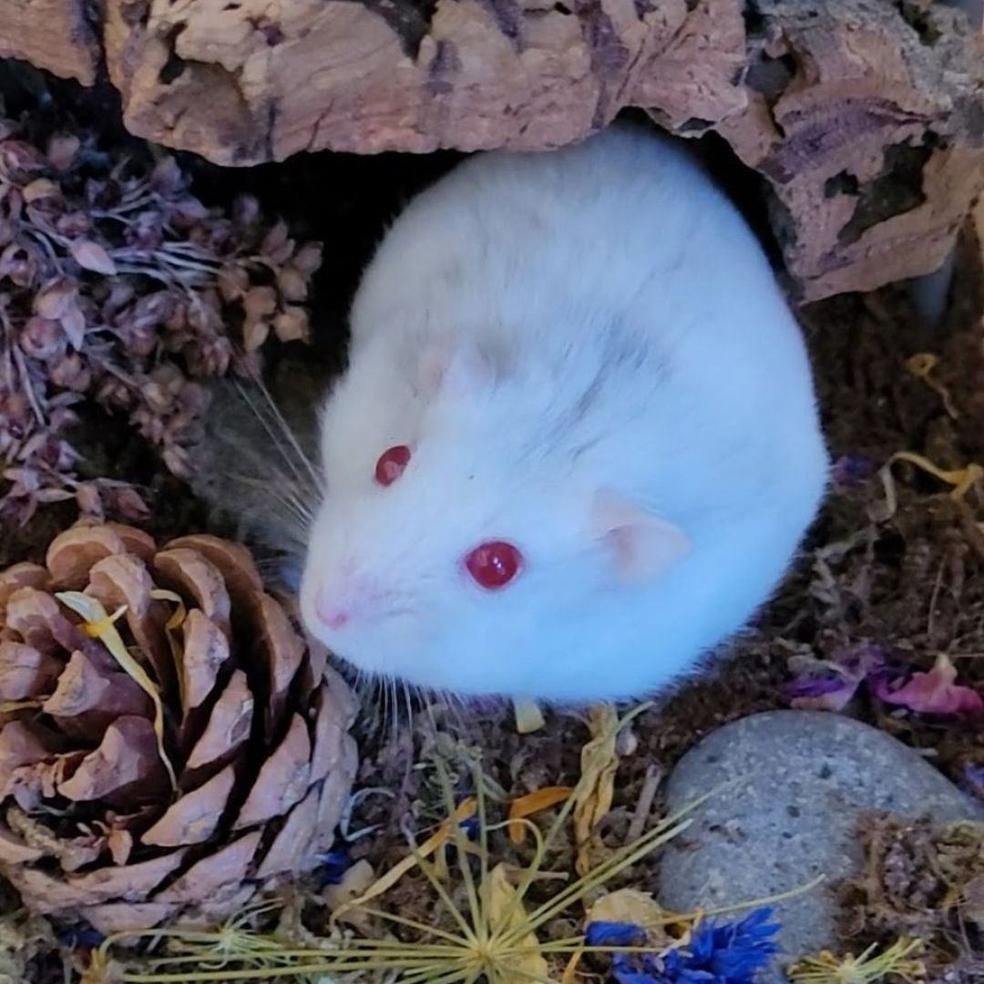 White hamster with red eyes peeking out from a decorative enclosure.
