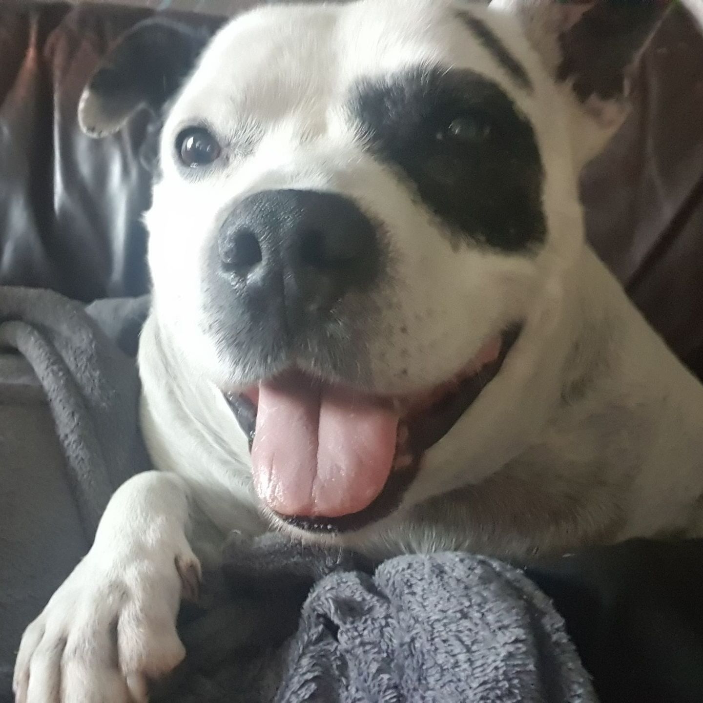 White and black dog with a happy expression, tongue out, resting on a gray blanket.
