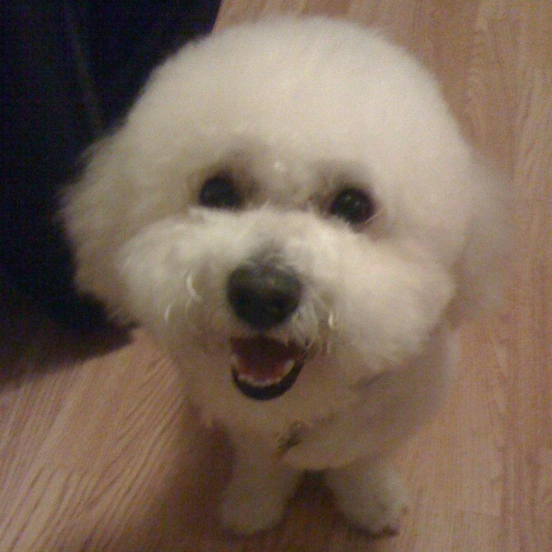 White fluffy dog with black eyes and nose, smiling, on a wooden floor.