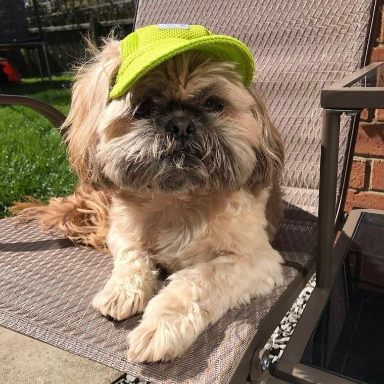 Shih Tzu dog wearing a neon green cap, sitting on a patio chair in the sun.