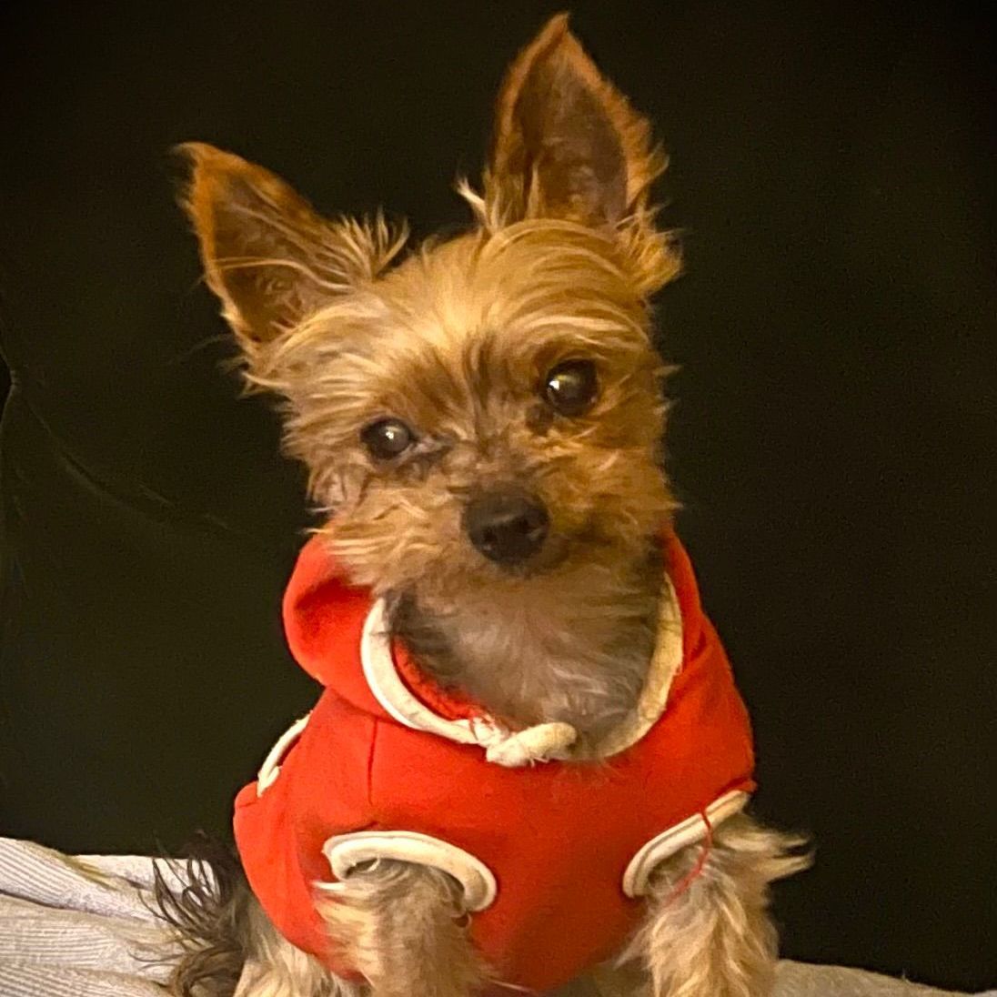 Yorkshire Terrier wearing a red hoodie, looking at the camera.