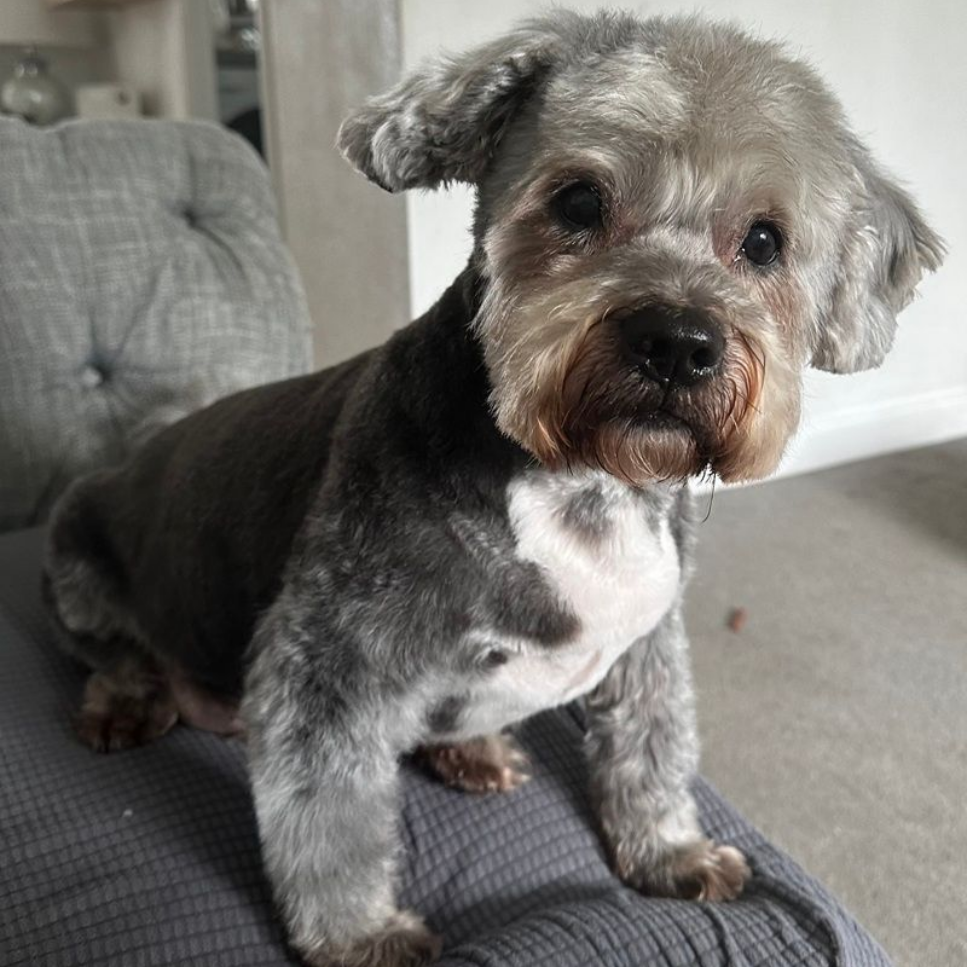 Dog with gray and brown fur, sitting on gray cushion, looking at the camera.