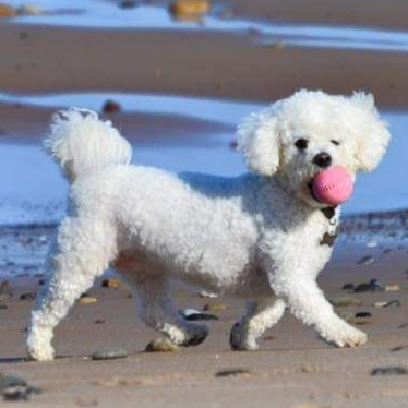 White fluffy dog with pink ball in its mouth, walking on a beach.