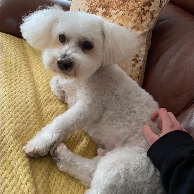 White fluffy dog sitting on a yellow blanket, being petted by a person on a brown couch.