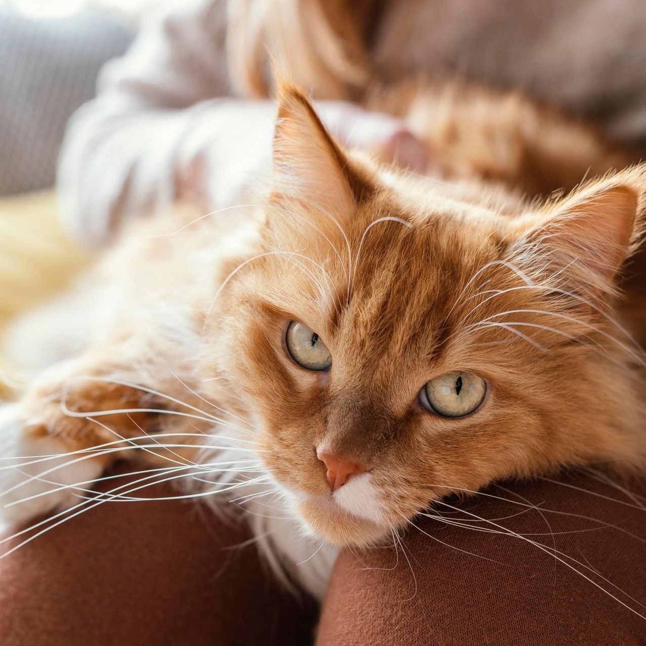Orange tabby cat resting on a person's lap, looking towards the camera.