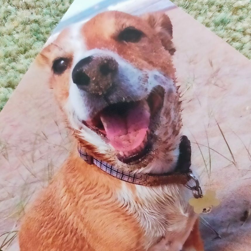 Dog with brown and white fur, smiling with mouth open, wearing a collar.