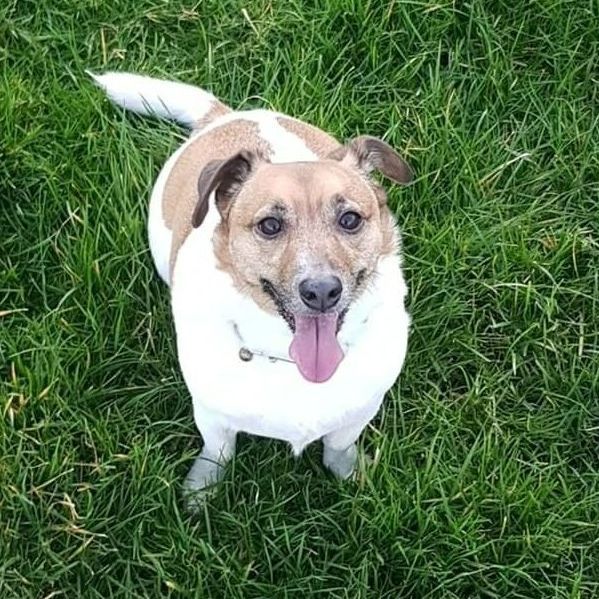 Dog with brown and white fur, tongue out, sitting in green grass.