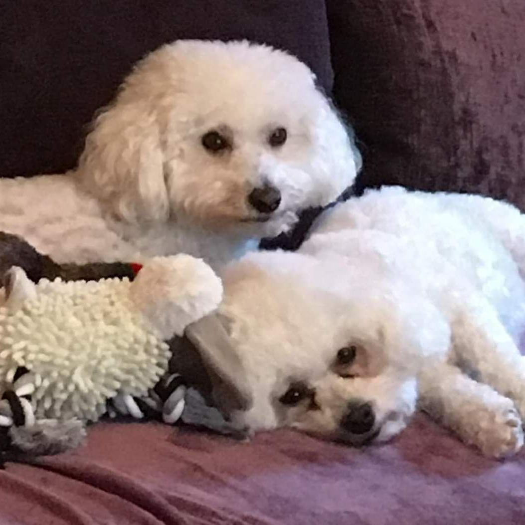 Two white fluffy dogs resting on a purple couch with a stuffed toy.