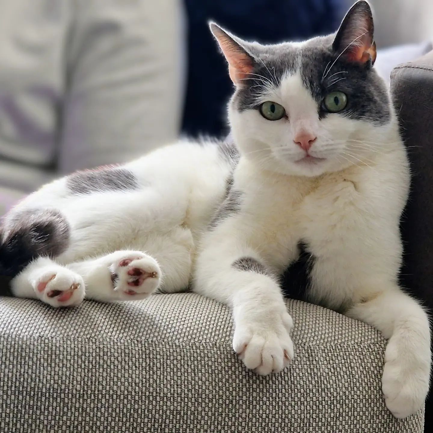 White and gray cat with green eyes lounging on a gray couch.