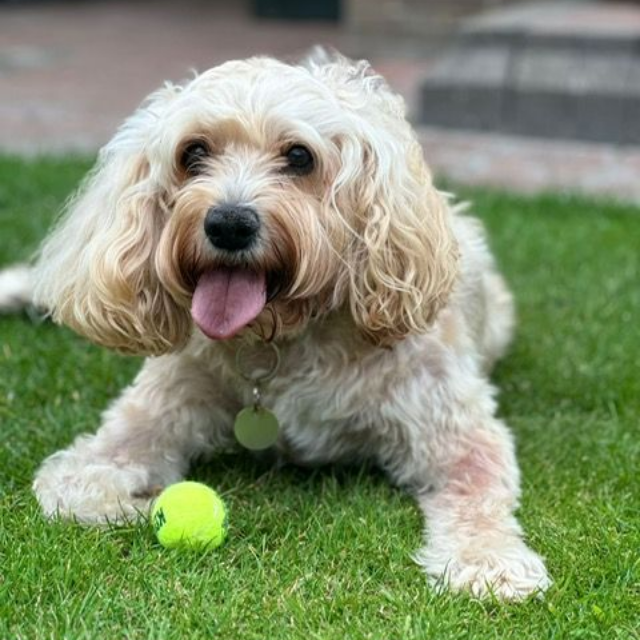 Cream-colored Cavapoo laying in grass with a tennis ball, looking at camera with tongue out.