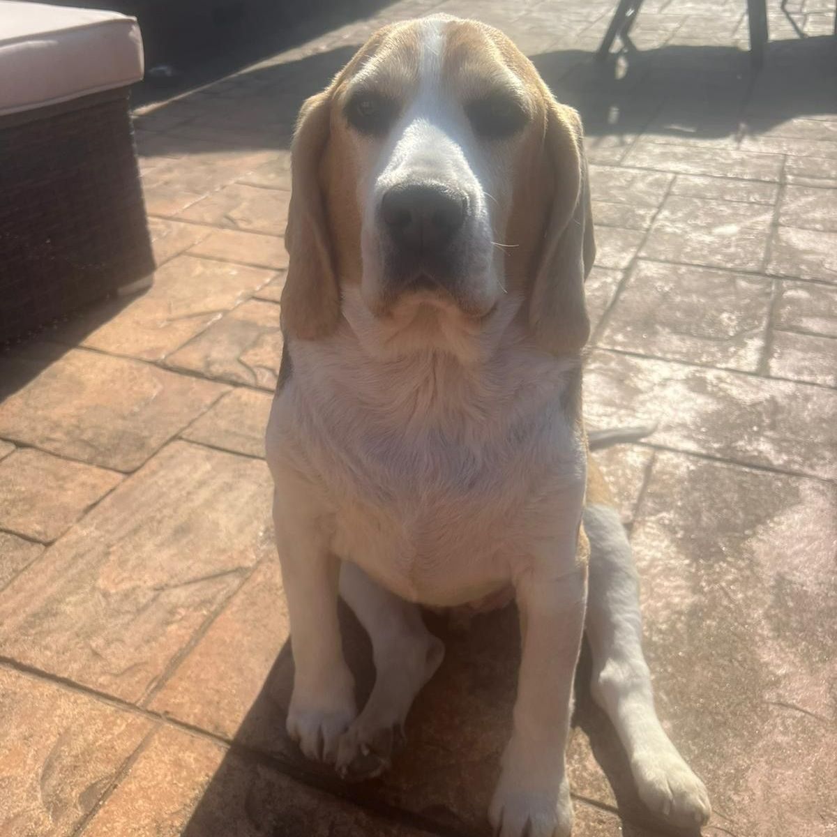 Beagle dog with white, brown, and tan fur sits outdoors on a stone patio, looking at the camera.