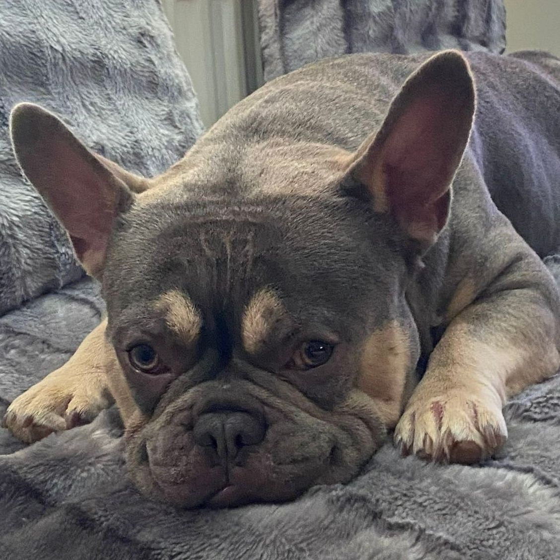 French Bulldog with a blue and tan coat lying on a gray blanket.