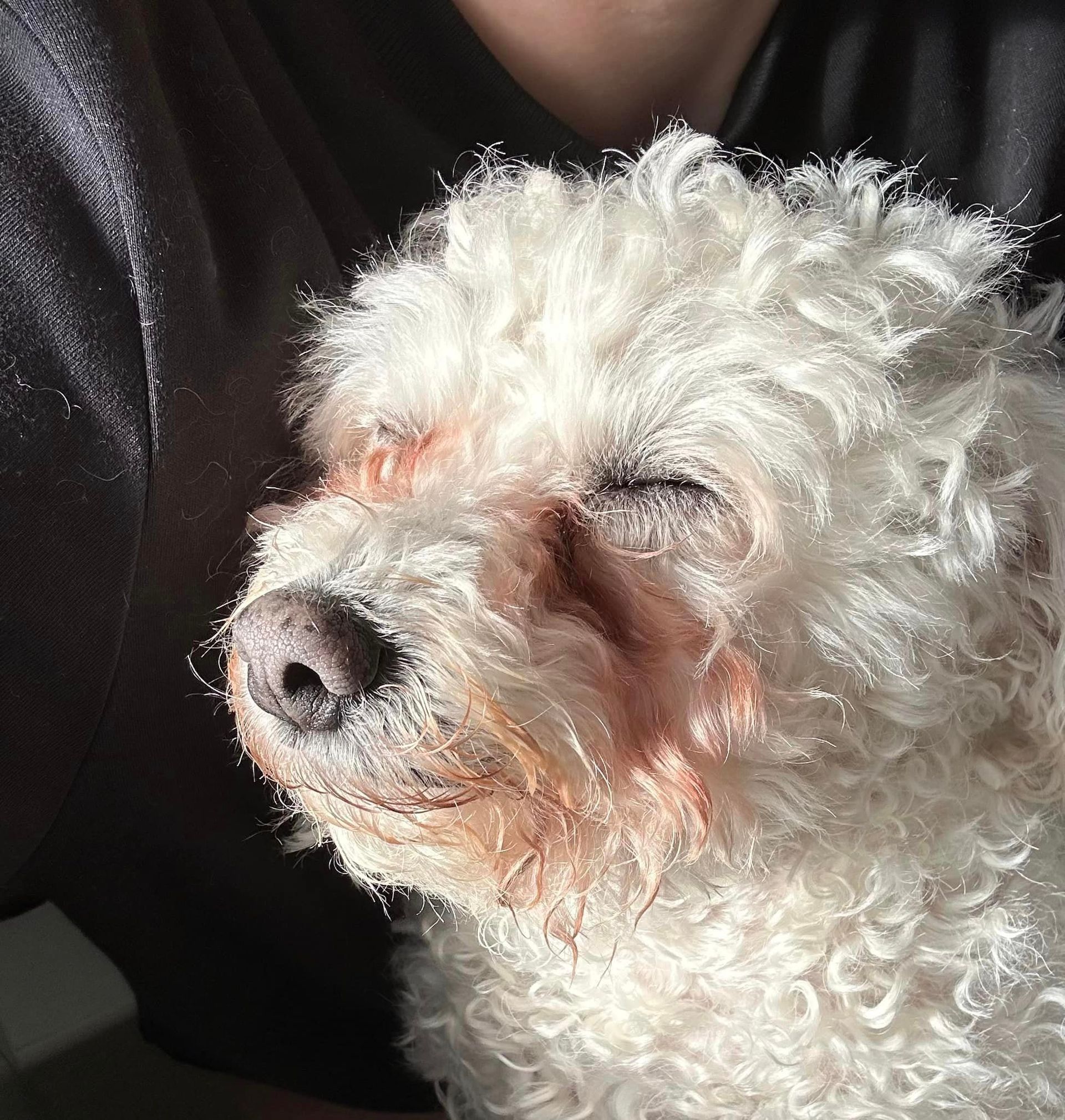 White dog with curly fur, closed eyes, and reddish fur around the eyes, being held.