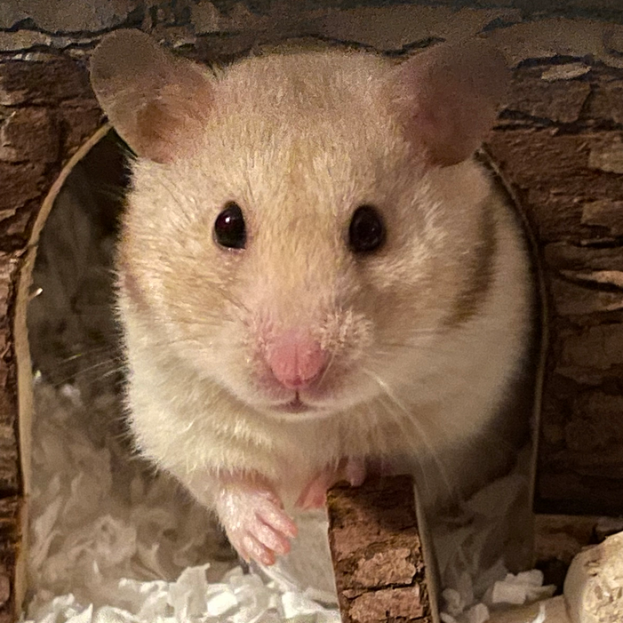 Tan hamster peeking from a log-like hideaway, looking directly at the viewer with black eyes.