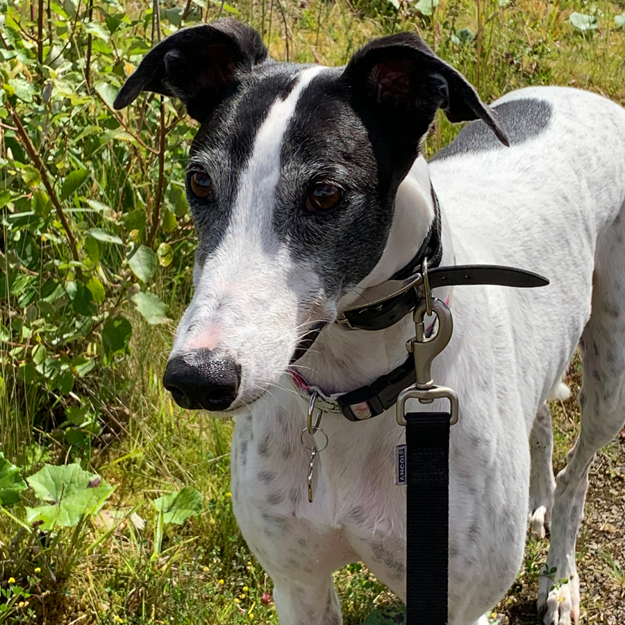 Grey and white greyhound with black ears and nose, wearing a black collar and leash, standing outdoors.