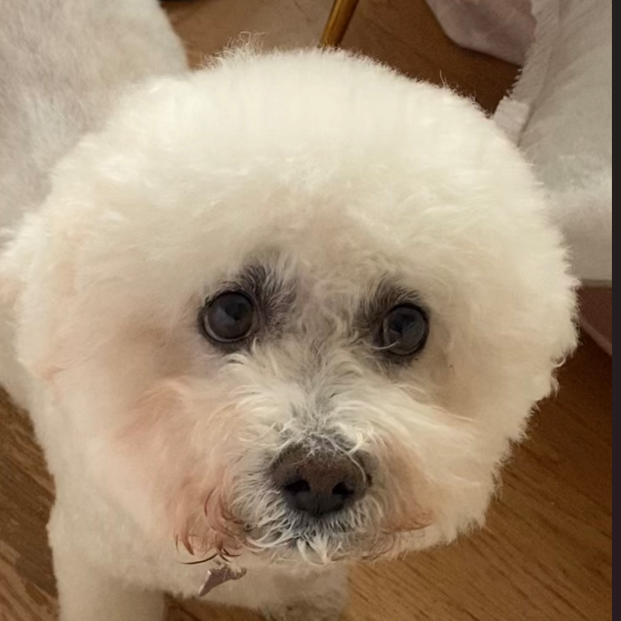 White fluffy dog with dark eyes, looking directly at the viewer.