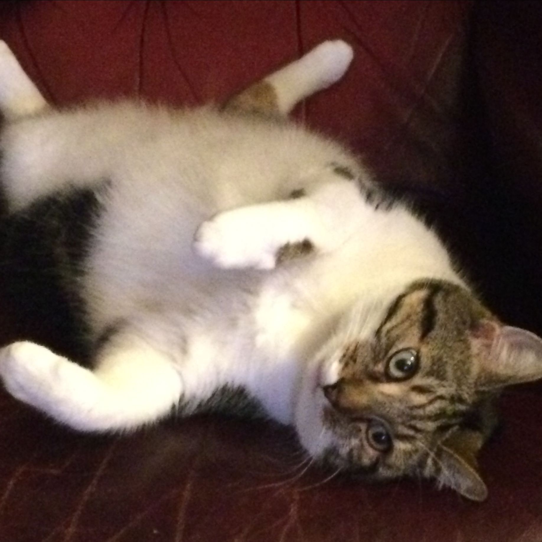 Cat lying on its back on a red surface, belly exposed. White and tabby markings.