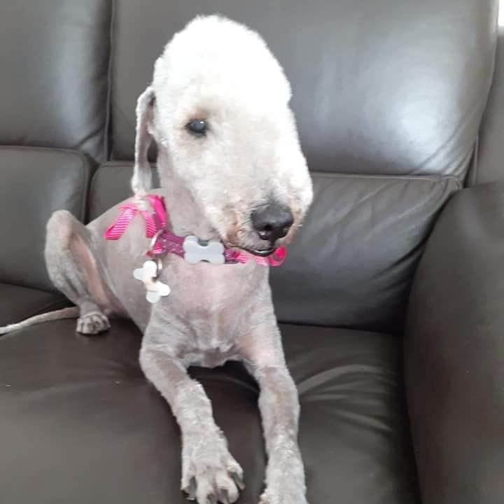Bedlington Terrier dog with a pink collar, sitting on a brown couch.