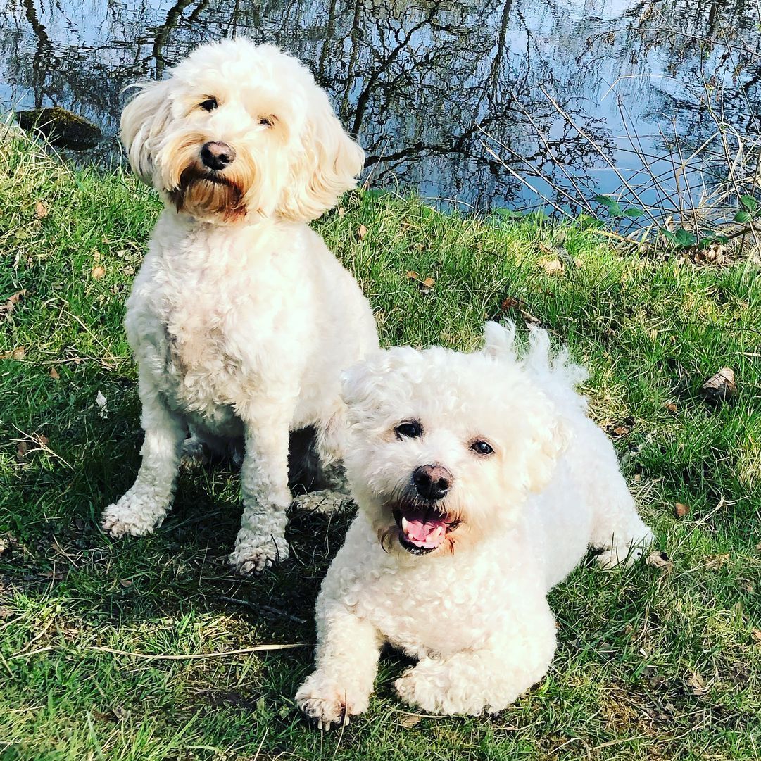 Two white fluffy dogs on green grass near water. One sits, the other lies, smiling.
