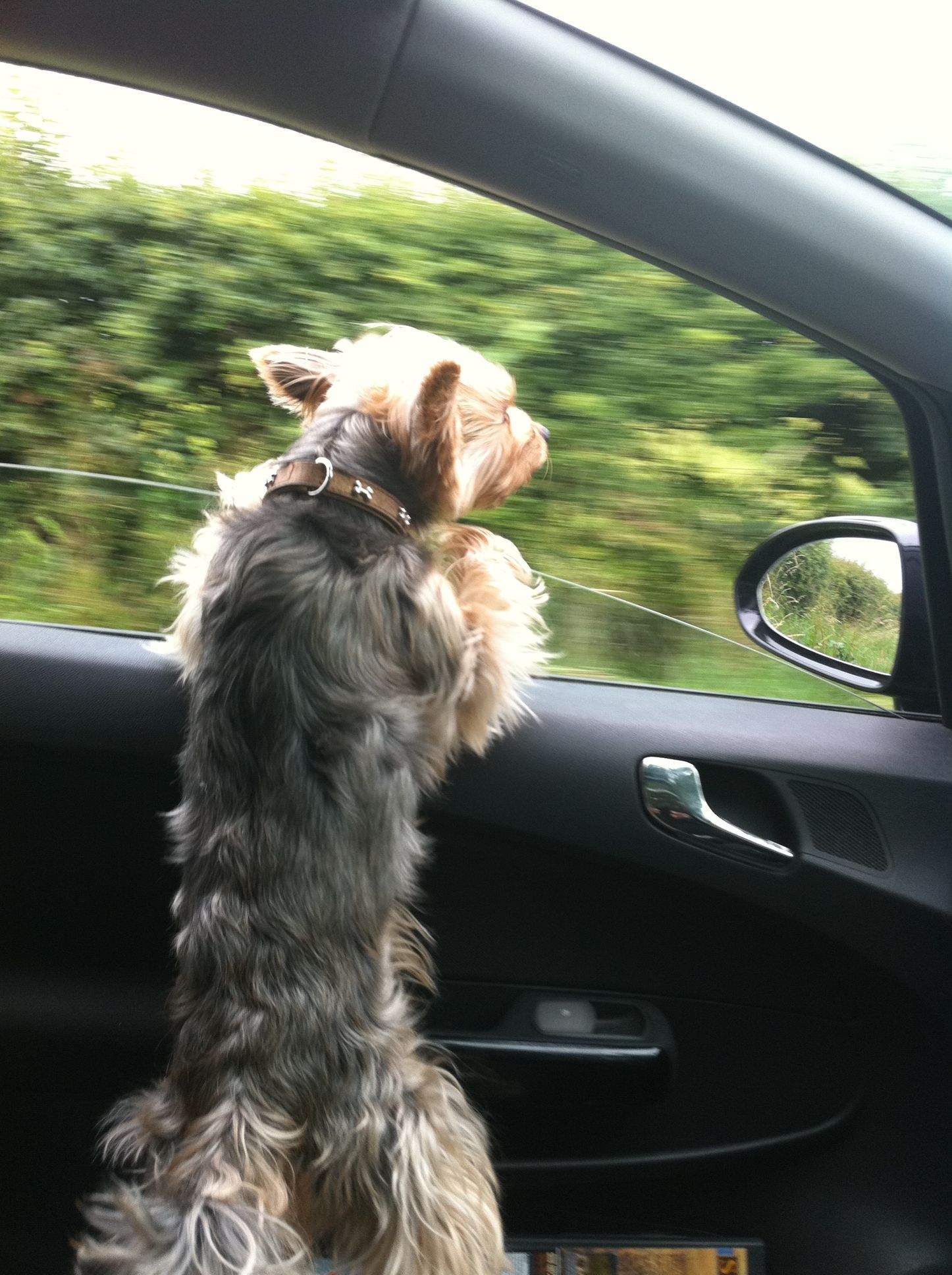 Small dog with head and paws outside car window, looking at passing trees.