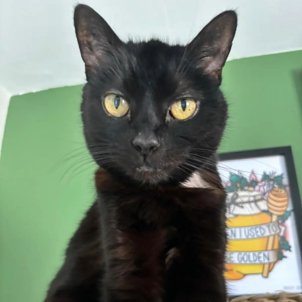 Black cat with yellow eyes, looking directly at the viewer. Green wall backdrop and framed picture.