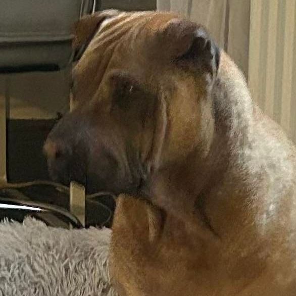 Brown Shar-Pei dog looking to the side. Wrinkled face, sitting indoors on a furry surface.