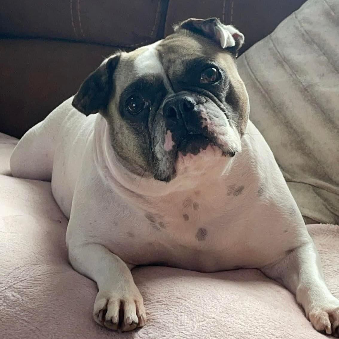 White and brown bulldog lounging on a pink blanket, looking up with a neutral expression.