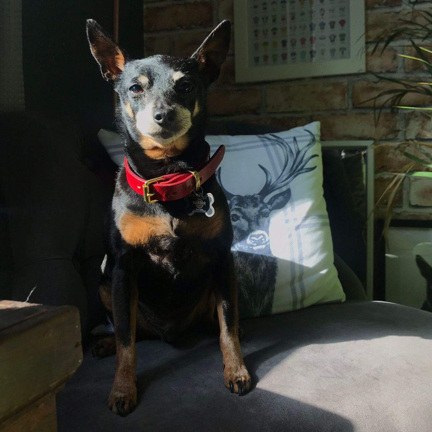 Black and tan dog wearing a red collar sits on a gray sofa in sunlight.